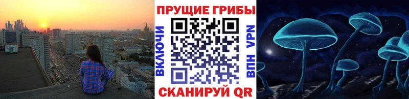 магазин продажи   Шилка  Галлюциногенные грибы Cubensis 